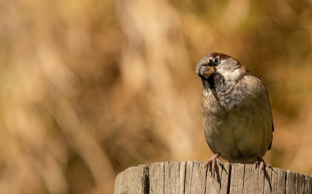 Cerca de un pájaro gorrión posado sobre un tocón