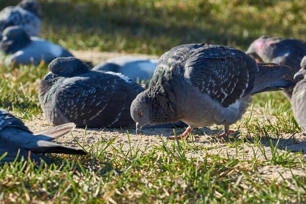 Cerca de palomas en el césped de la plaza de la ciudad