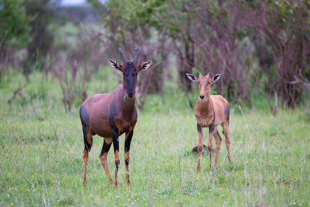 Cerca de una pareja Topi en la sabana