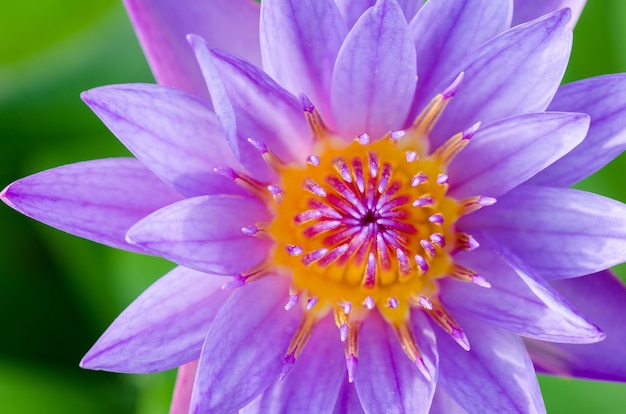 Cerca de la parte superior del loto púrpura (Nymphaea Nouchali), hermosa flor en Tailandia