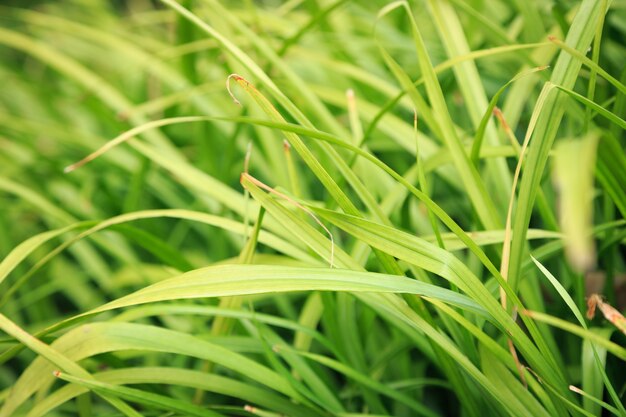 Cerca de pasto verde