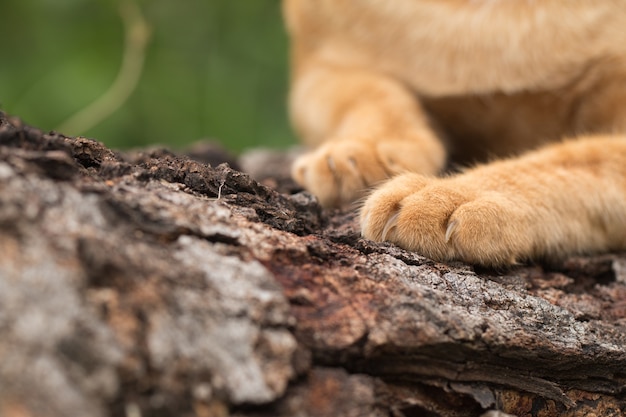 Cerca de la pata de gato