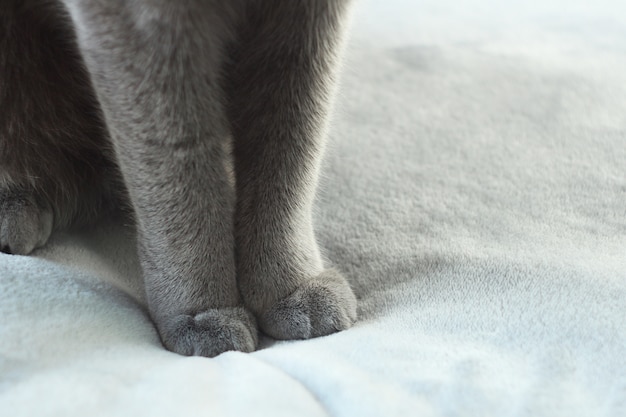 Cerca de patas de gato gris. Detalle de foto de patas de gato suave.