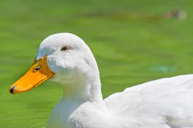 Cerca de un pato blanco en el agua