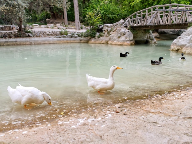 Cerca de los patos cerca del estanque en el parque central de Atenas