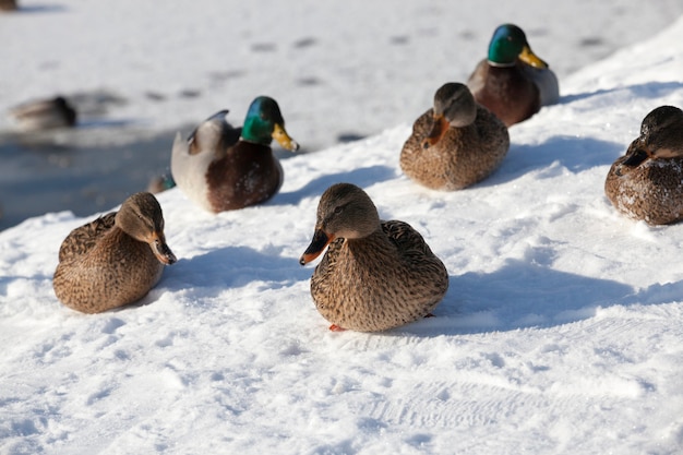 Cerca de patos sentarse en la nieve.