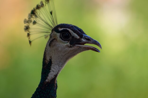 Cerca del pavo real lindo pájaro grande y brillante en un entorno verde