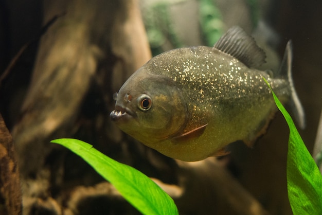 Foto cerca de peces pirañas