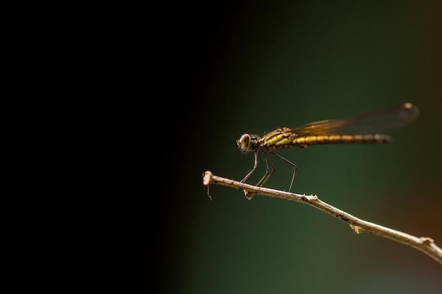 Foto cerca de pequeña hermosa libélula