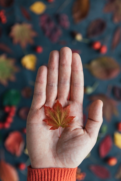 Cerca de la pequeña hoja de arce de Japón rojo acostado en la palma del hombre, borrosas coloridas hojas de otoño en el fondo