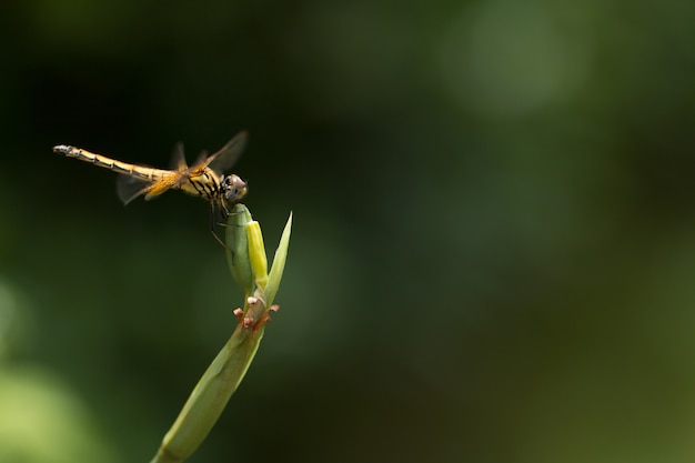 Cerca de pequeña libélula hermosa, son el mejor asesino de mosquitos en la naturaleza