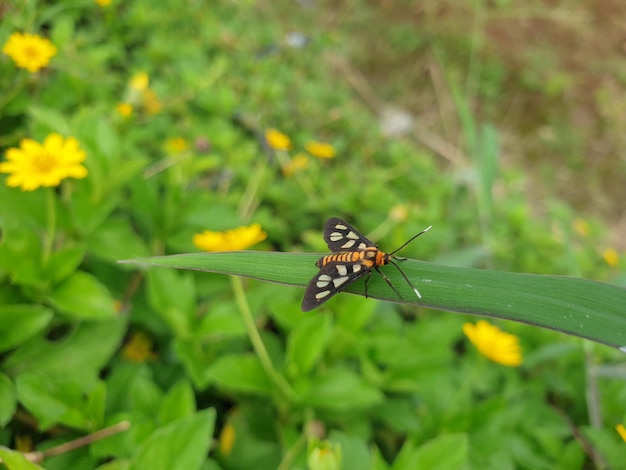 Cerca de la pequeña mariposa en el fondo de la hoja hermosa naturaleza concepto hoja tropical