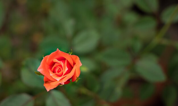 Foto de cerca pequeña rosa llamada rosa de damasco color rosa vieja que muestra pétalos y capas de flores luz natural al aire libre