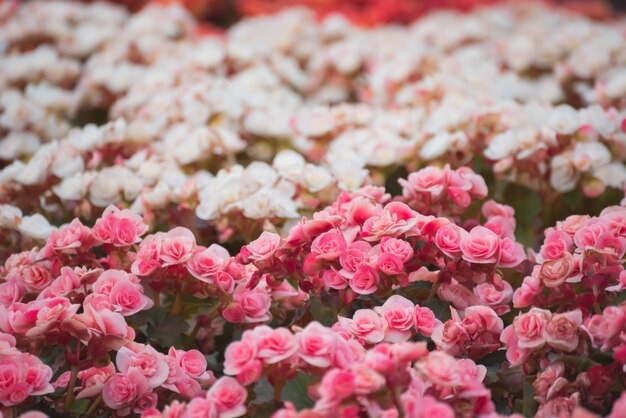 Cerca de la pequeña rosa rosa, concepto de flores de la naturaleza