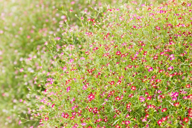 Cerca de las pequeñas flores de gipsófila