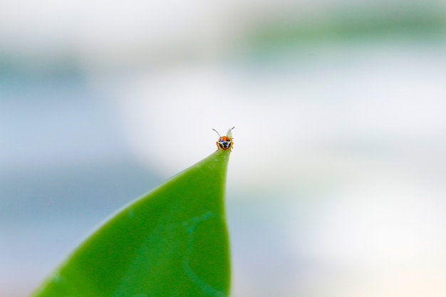 Foto cerca de un pequeño error de hoja verde