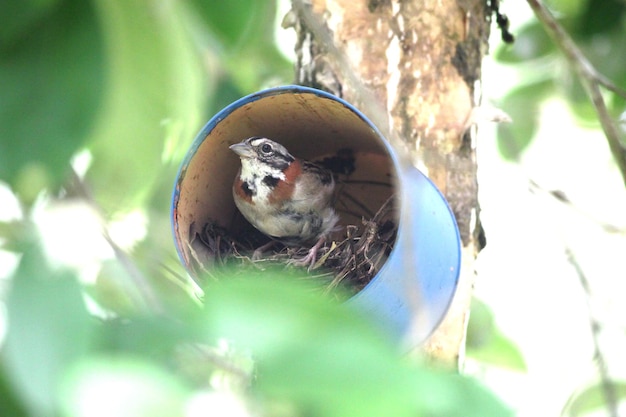 Foto cerca de un pequeño gorrión que anida entre los árboles. pequeño pájaro marrón en nido de hojalata. pasajero domesticus.