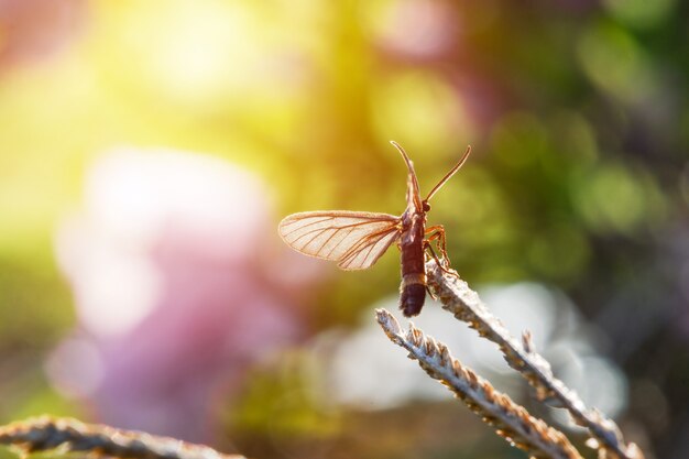 Cerca de pequeño insecto sentado sobre un follaje con un hermoso fondo borroso natural.