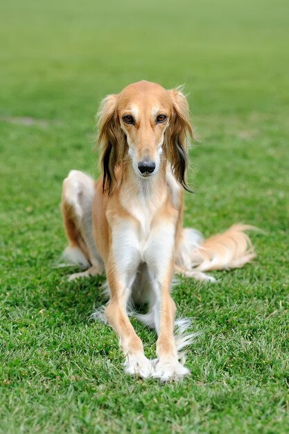 Cerca de perro Borzoi marrón en la hierba verde de verano