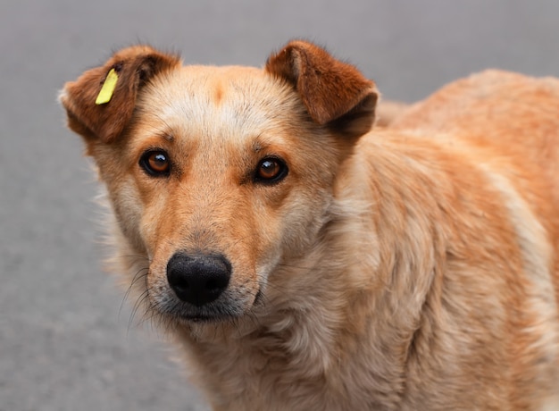 Cerca de un perro callejero con una etiqueta en la oreja