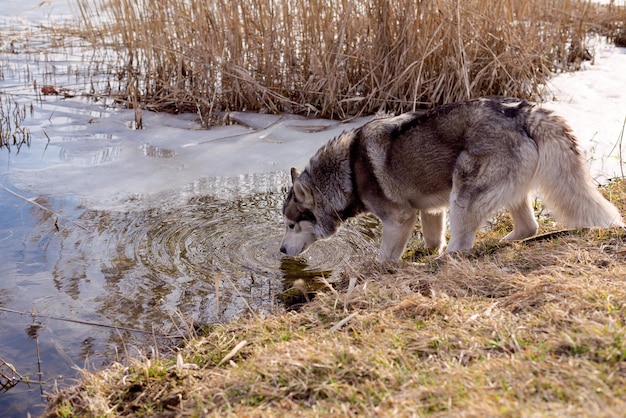 Cerca de perro husky siberiano bebiendo agua del estanque