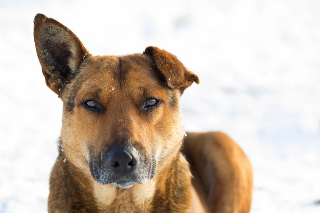 Cerca de perro en la nieve.