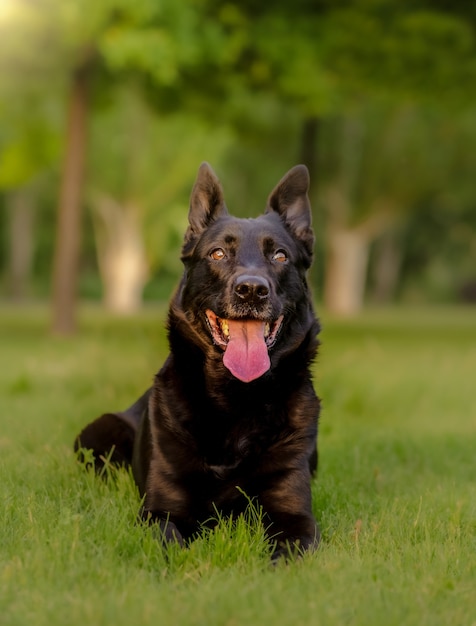 Cerca de un perro pastor belga sentado en el césped de un parque natural