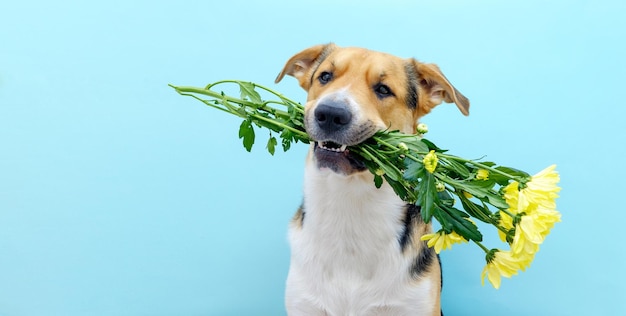 Cerca de un perro sosteniendo un ramo de flores de crisantemo en sus dientes sobre el fondo azul.