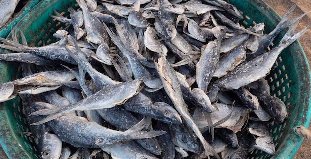 Cerca de pescado seco en Sri Lanka