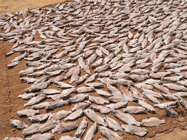 Cerca de pescado seco en Sri Lanka