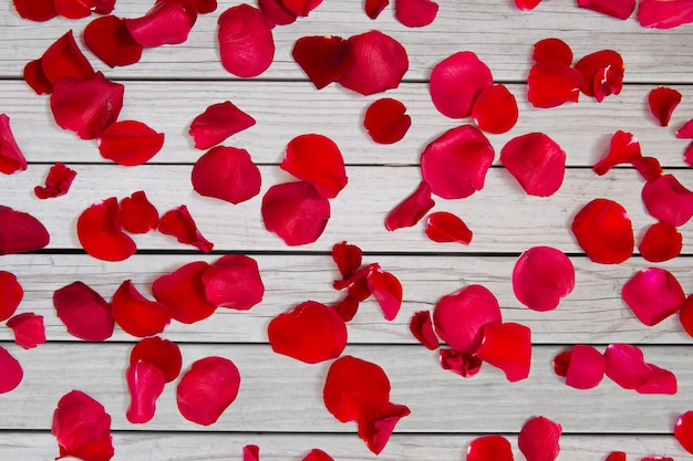 Foto cerca de los pétalos de la rosa roja