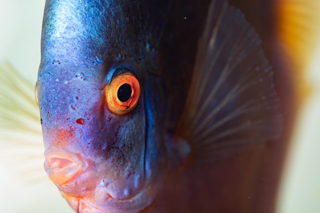 Cerca del pez disco de diamante azul vista detallada de la boca y los ojos