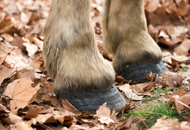 Cerca de las pezuñas de un caballo