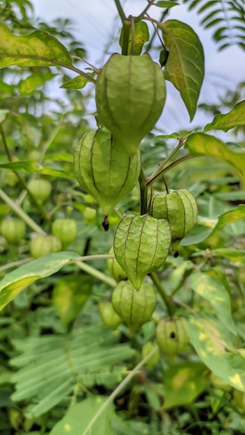 Cerca de Physalis peruviana fruta en un árbol