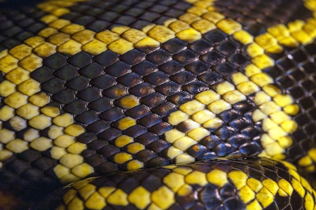 Cerca piel de pitón negra amarilla | Foto Premium