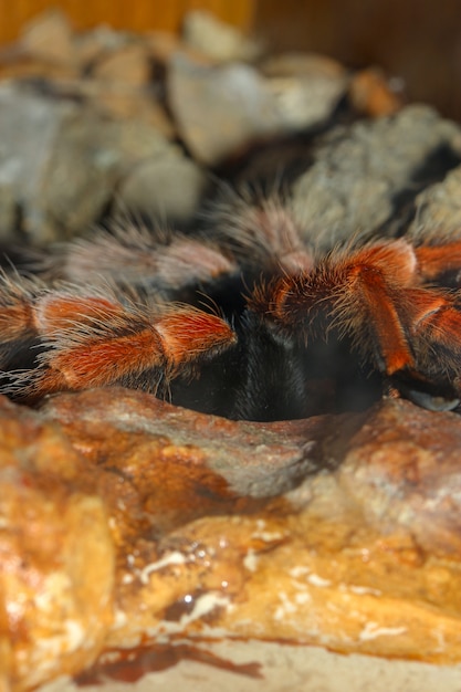 Cerca de las piernas de la araña de la tarántula, Brachypelma Boehmei