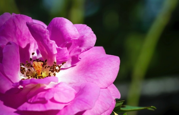 Cerca de pistilos de rosa rosa, enfoque seleccionado, de fondo natural