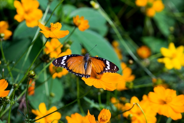 Cerca de Plain Tiger Danaus chrysippus butterfly visitando flor en la naturaleza en un parque público