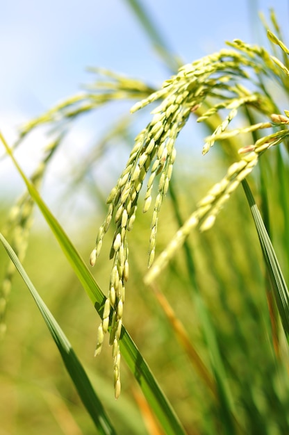 Cerca de la planta de arroz