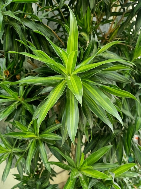 Cerca de la planta de bambú de lirio