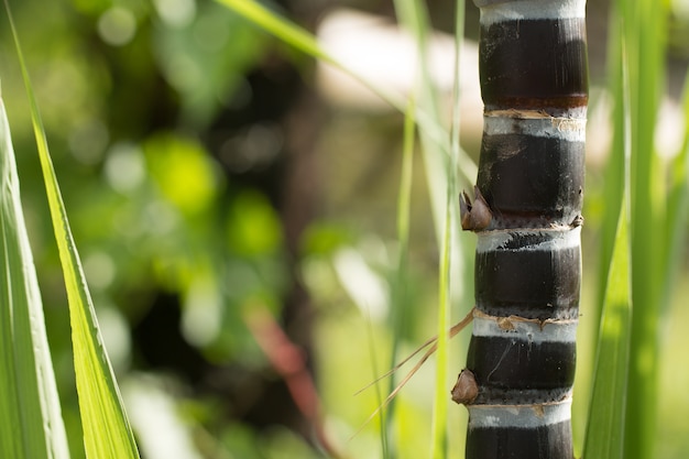 Cerca de la planta de caña de azúcar negro