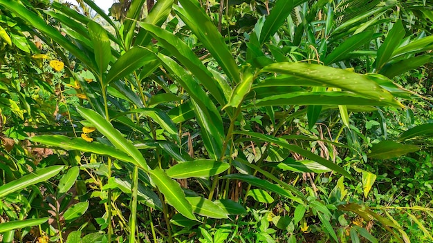 Cerca de la planta de cardamomo verde