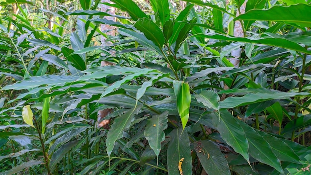 cerca de la planta de cardamomo