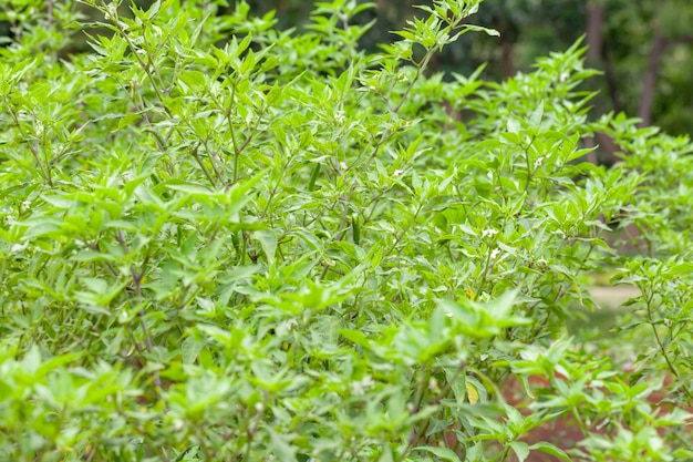 Cerca de la planta de chile en la granja