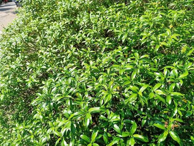 Cerca de la planta de gardenia de mariposas