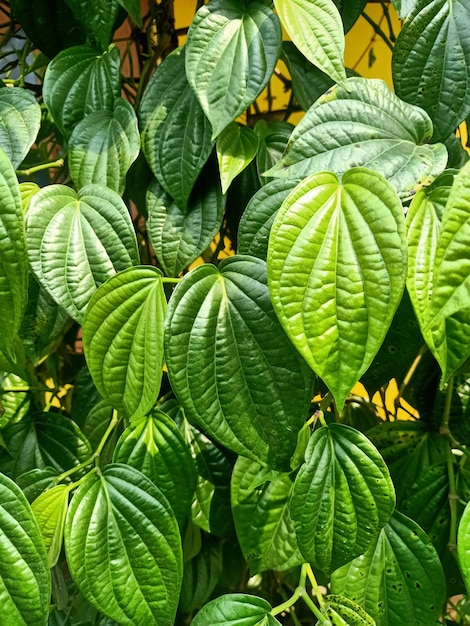 Cerca de la planta de hoja de betel