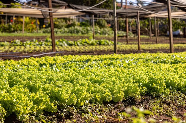 Cerca de la planta de hortalizas de lechuga de la especie Lactuca sativa