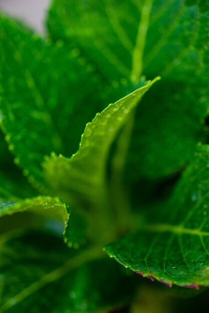 Cerca de la planta de hortensia verde