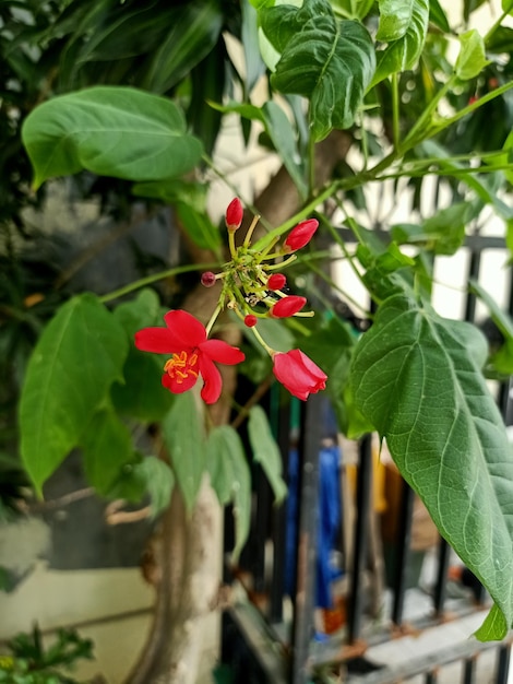 Cerca de la planta de jatrofa picante