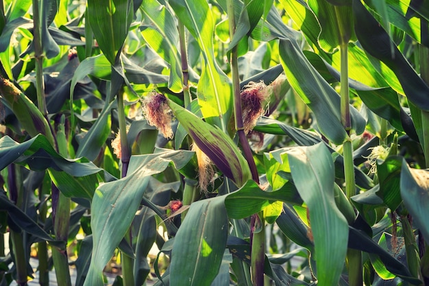 cerca planta de maíz en el campo verde